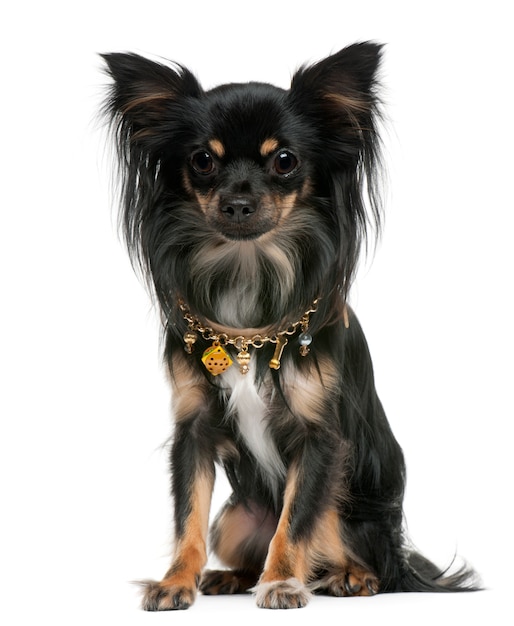 Chihuahua, 18 Monate alt, sitzt vor einer weißen Wand
