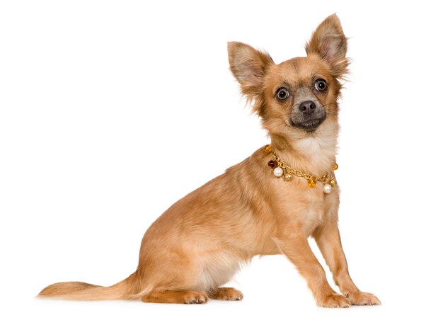 Chihuahua (18 Monate)