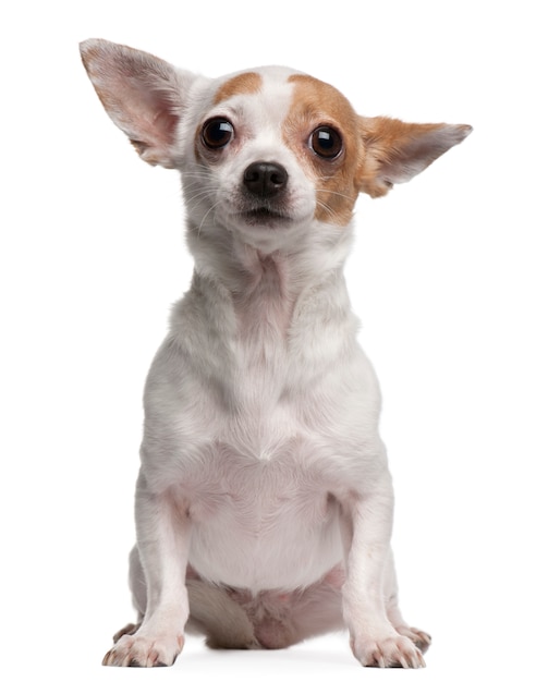 Chihuahua, 2 Jahre alt, sitzt vor einer weißen Wand
