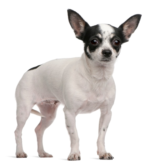 Chihuahua, 4 años, de pie delante de la pared blanca