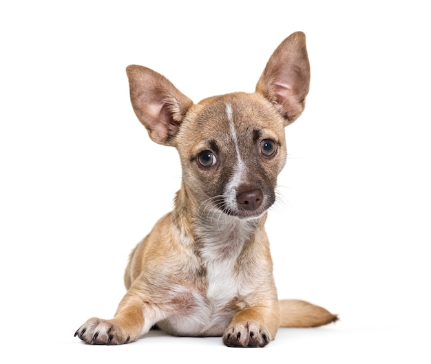 Chihuahua, 4 meses de edad, delante de un fondo blanco