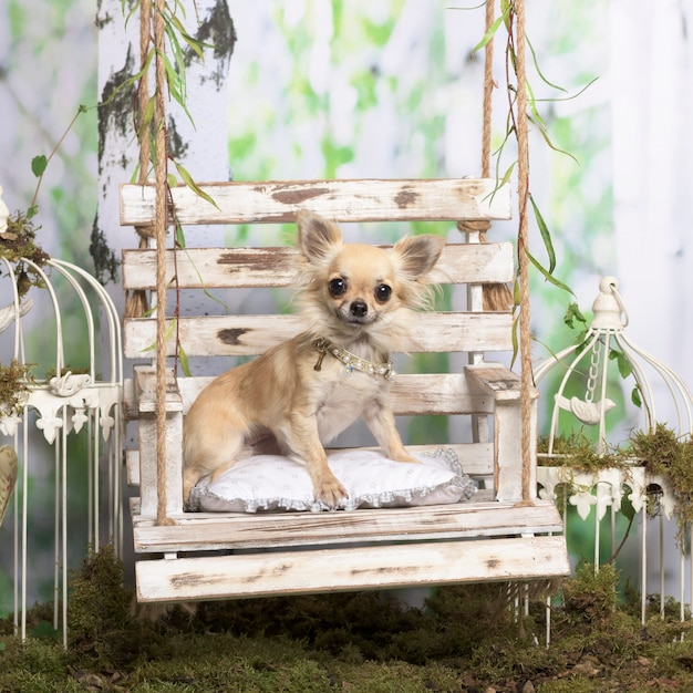 Chihuahua acostado sobre una almohada, en decoración pastoral