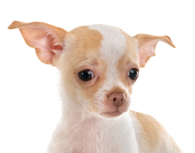 chihuahua aislado