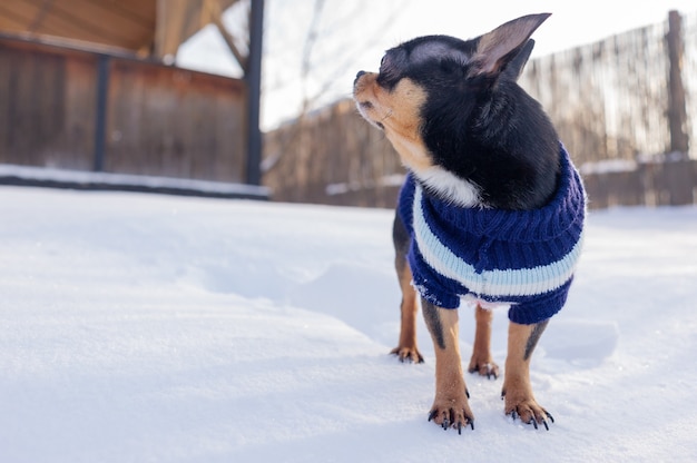 Chihuahua andando na neve. Chihuahua com roupas de inverno na neve