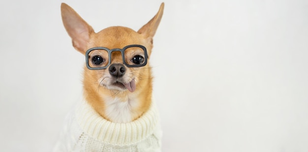 Un chihuahua con anteojos y un suéter con la palabra perro.