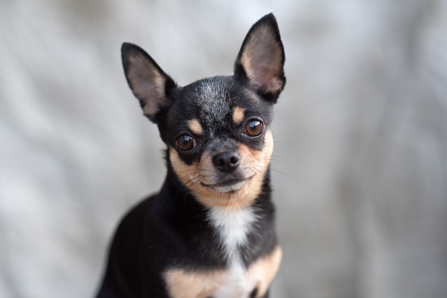 Chihuahua auf beigem Hintergrund. Chihuahua schwarz, braun und weiß.