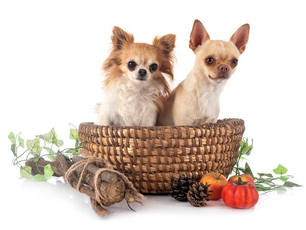 Chihuahua auf Weiß isoliert