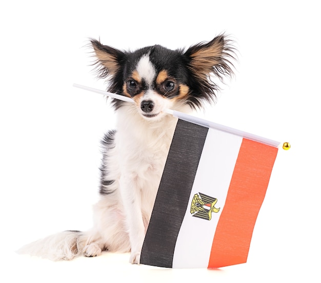 Chihuahua con una bandera de Egipto en un espacio en blanco