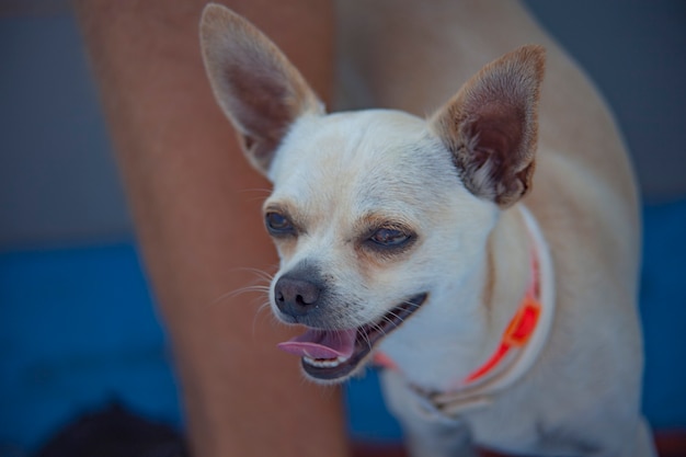 Chihuahua en el bote durante un viaje de verano