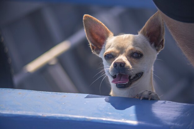 Chihuahua en el bote durante un viaje de verano