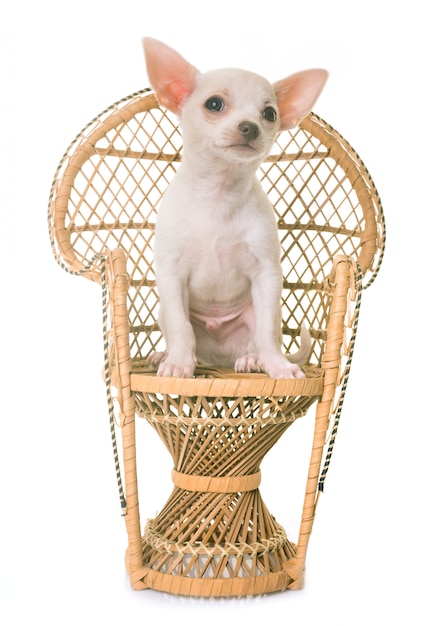 Chihuahua branco do cachorrinho na cadeira