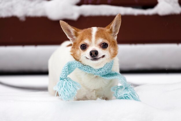 Chihuahua con una bufanda azul se sienta en un banco en invierno. Foto de alta calidad