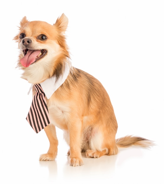 Chihuahua con cabello largo con corbata