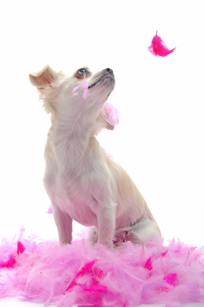 Foto chihuahua cachorrinho com penas cor de rosa