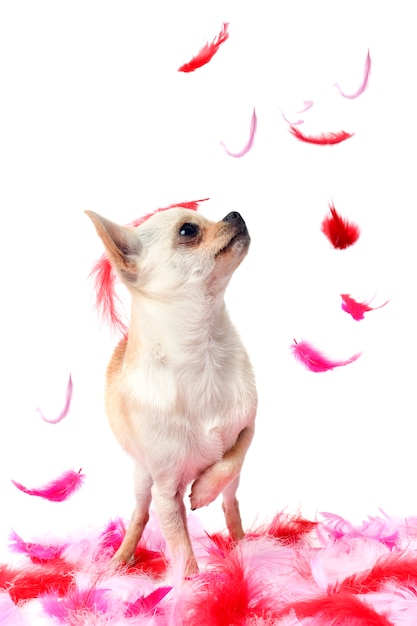 Chihuahua cachorrinho com penas cor de rosa