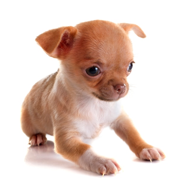 Chihuahua cachorrinho