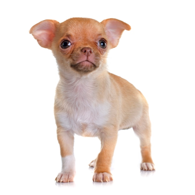 Chihuahua cachorrinho