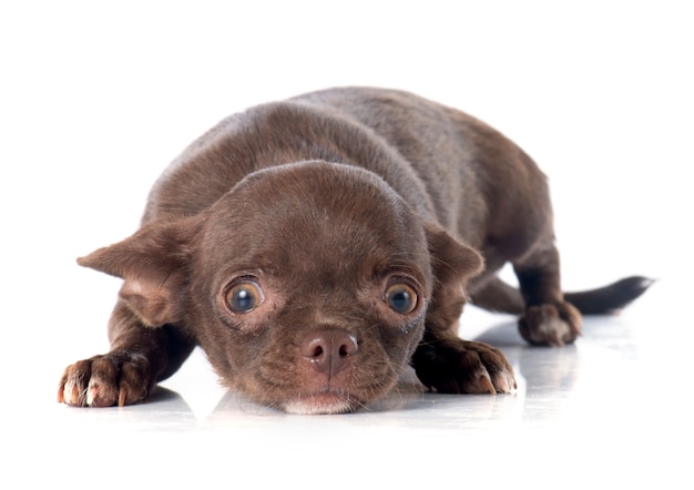 Chihuahua cachorrinho