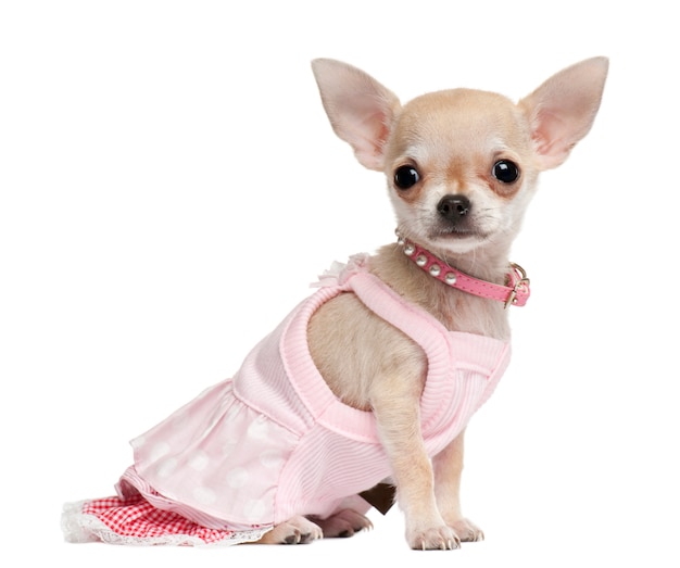 Chihuahua cachorro, 18 meses de edad, vestido y sentado frente a la pared blanca