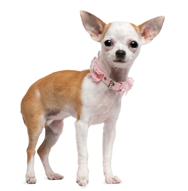 Chihuahua cachorro, 6 meses de edad, de pie delante de la pared blanca