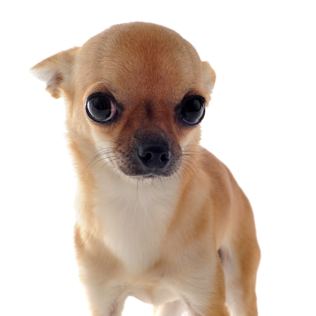 Chihuahua cachorro en blanco