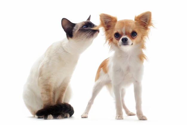 Chihuahua cachorro y gatito siamés