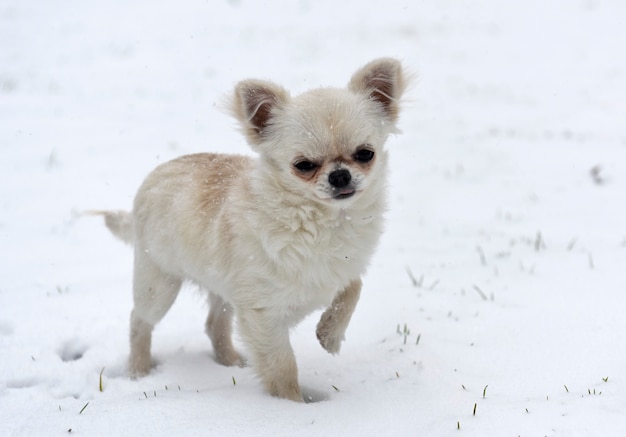 Chihuahua cachorro jugando en la nieve.