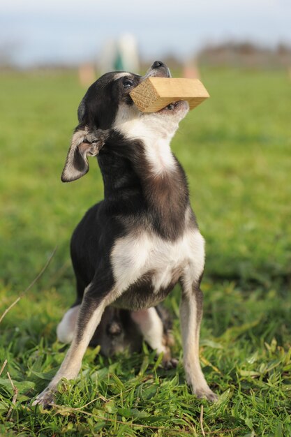 Chihuahua cachorro y palo