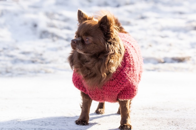 Chihuahua cachorro parque