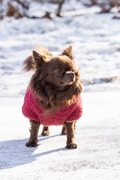 Chihuahua cachorro parque