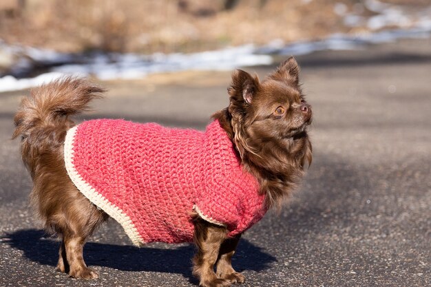 Chihuahua cachorro parque