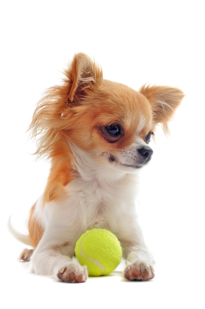 Chihuahua cachorro y pelota