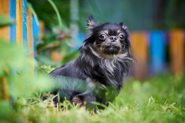 Chihuahua cachorro, perrito en el jardín