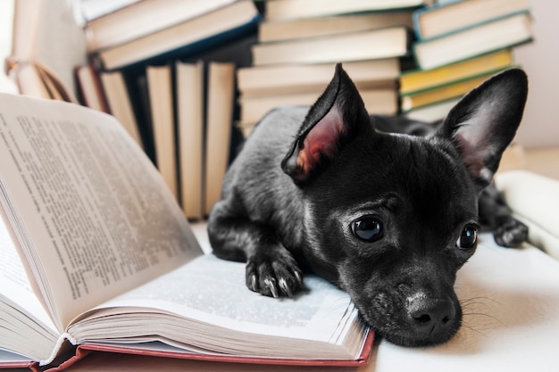 Chihuahua cachorro preto triste lendo livro na biblioteca