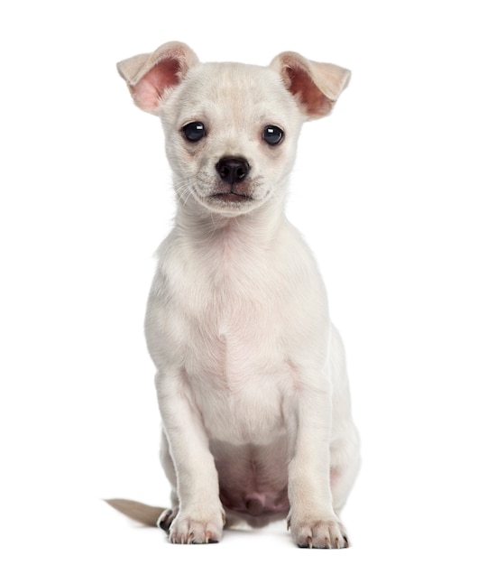 Chihuahua cachorro sentado aislado en blanco