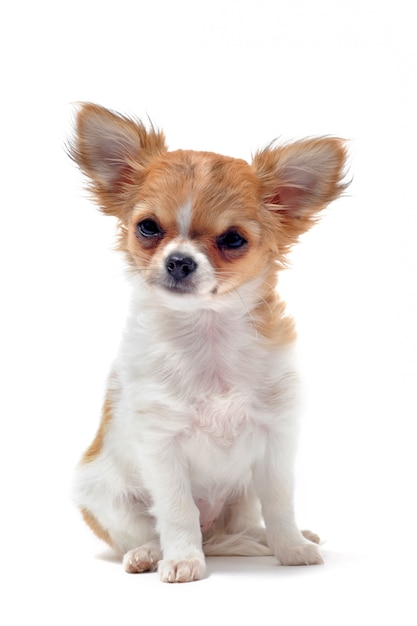 Chihuahua cachorro