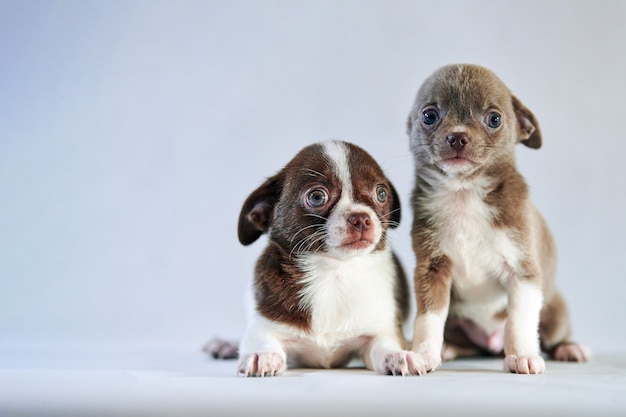 Chihuahua cachorros lindos