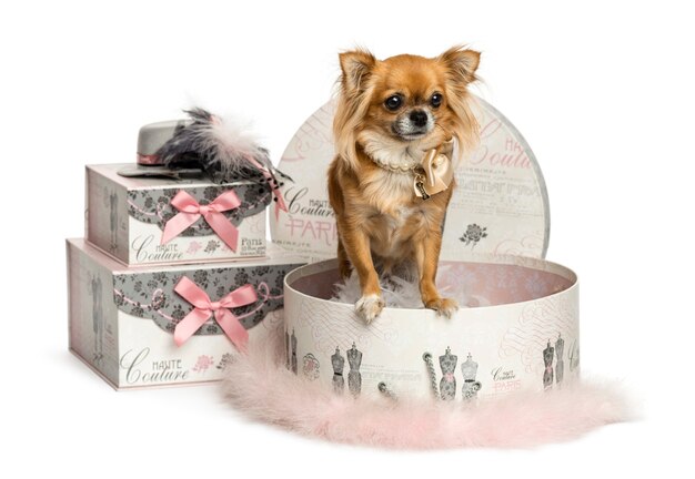 Chihuahua en una caja de ropa aislado en blanco