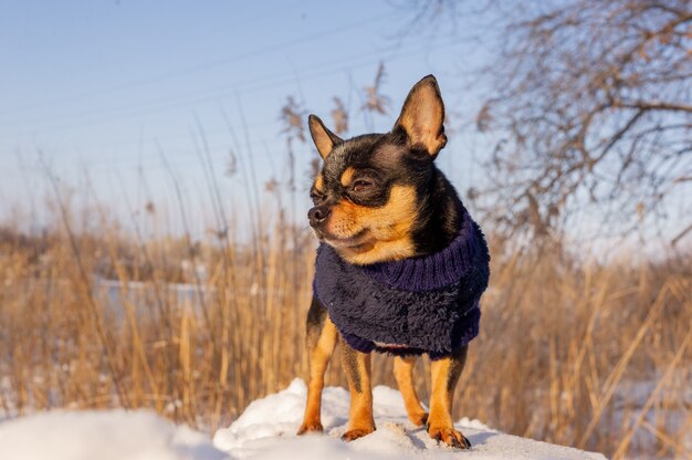 Chihuahua caminando en la nieve. Chihuahua en ropa de invierno en la nieve