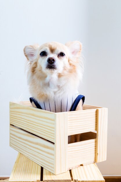 Chihuahua con camiseta aislada sobre fondo blanco