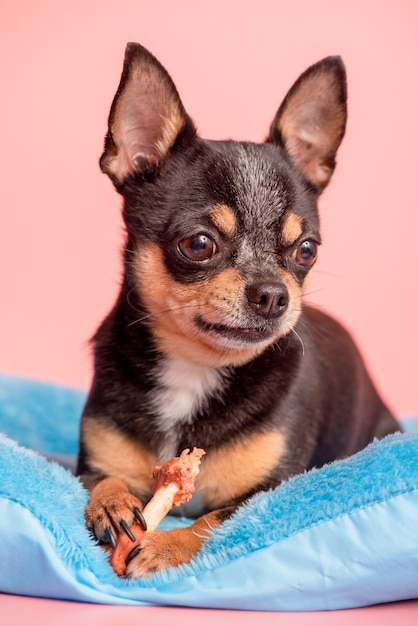 Chihuahua cão tricolor em um fundo rosa Animal de estimação O cachorro come um osso