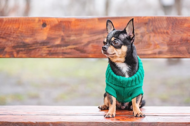 Chihuahua cão tricolor preto branco marrom Animal de estimação