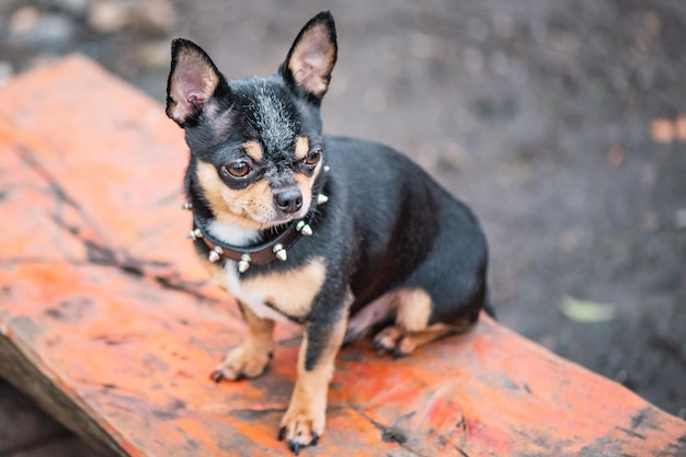 Chihuahua cão tricolor preto branco marrom animal de estimação