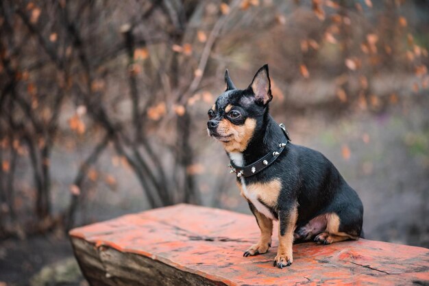 Chihuahua cão tricolor preto branco marrom Animal de estimação