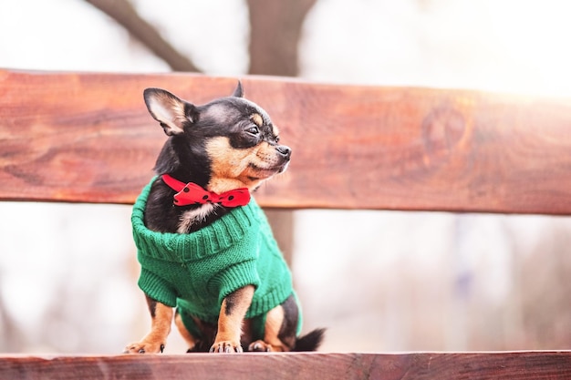 Chihuahua cão tricolor preto branco marrom Animal de estimação