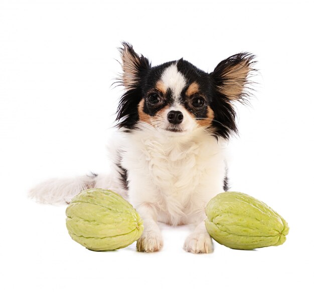 Chihuahua y Chayotte (Sechium edule)