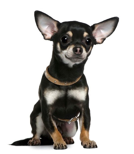 Chihuahua con collar, 1 año de edad. Retrato de perro aislado