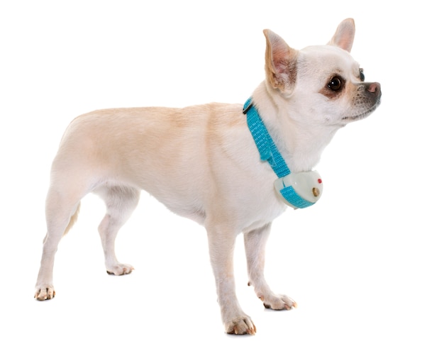 chihuahua y collar de choque