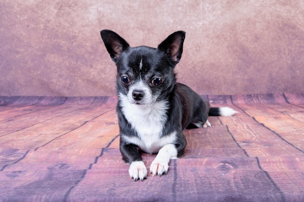 Un chihuahua de color blanco y negro yace después de arreglarse en una foto de estudio de fondo vintage