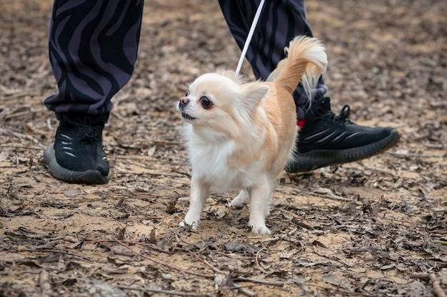 Un chihuahua de colores claros camina a lo largo de la arena y posa un perro de raza pura de bolsillo en miniatura